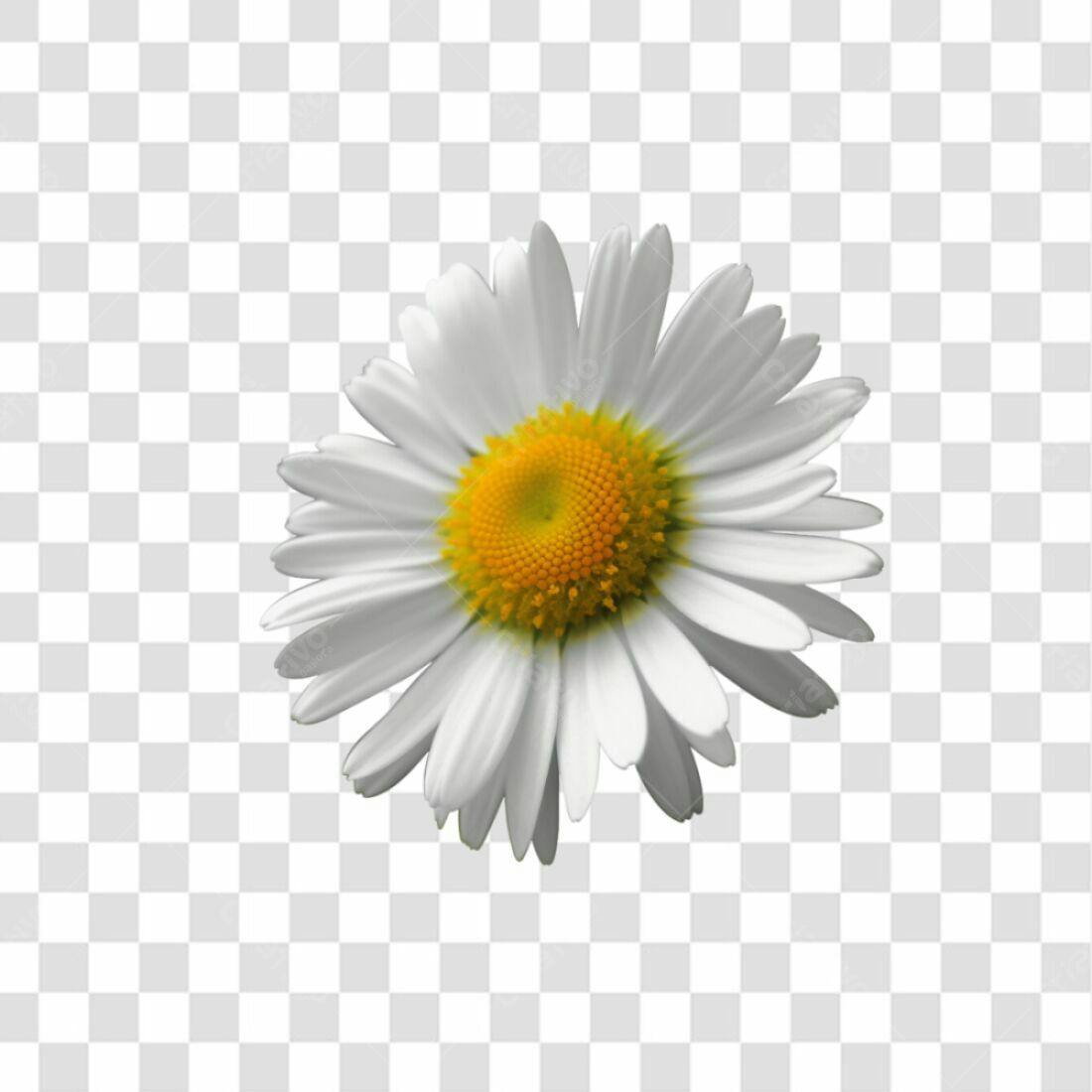 Icone de Margarida PNG com fundo transparente