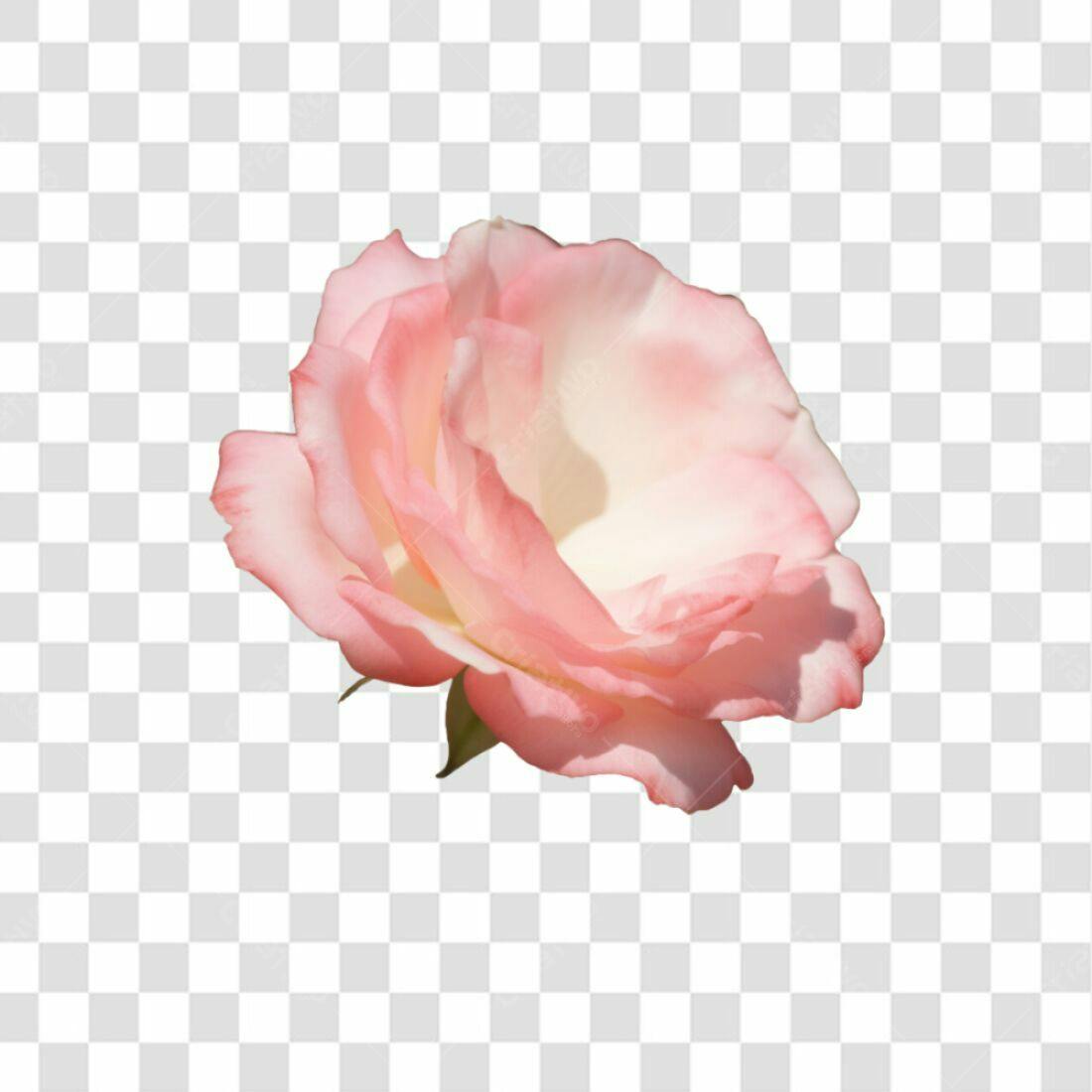 Icone Rosa Rosa Claro PNG com fundo transparente