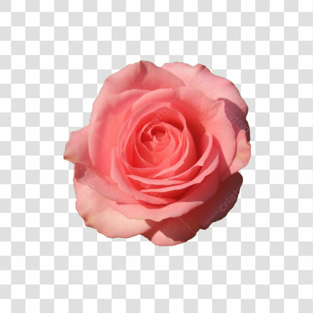 Icone Rosa Romântica PNG com fundo transparente