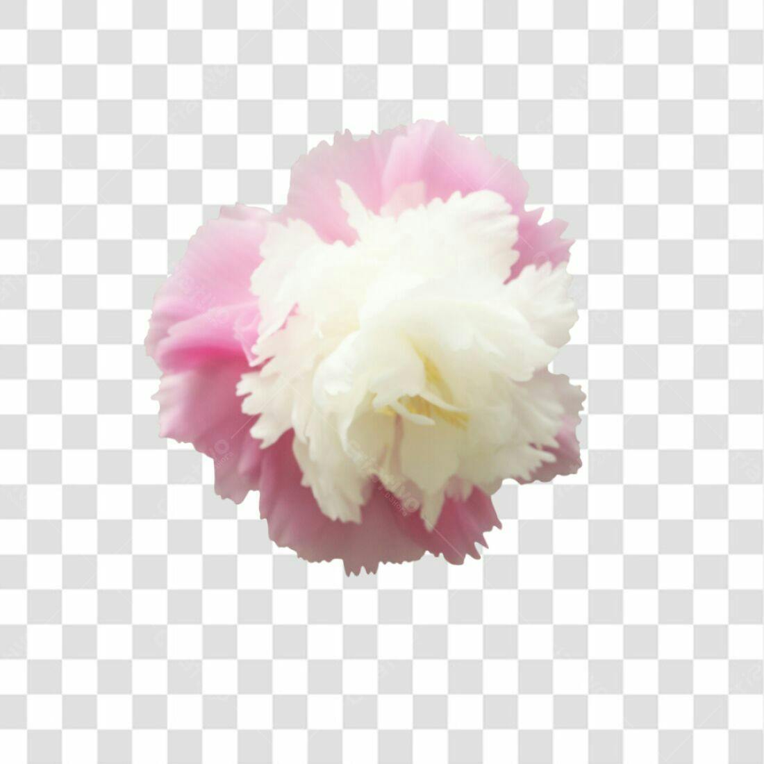 Icone floral rosa e branco PNG com fundo transparente