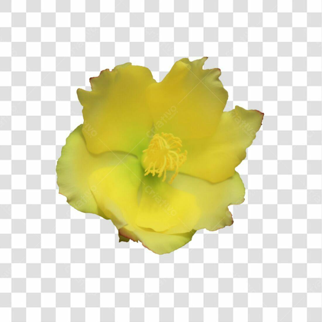 Icone Flor Amarela PNG com fundo transparente