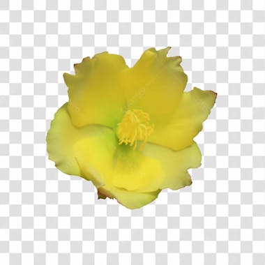 Flor imagem grátis para download fundo transparente png