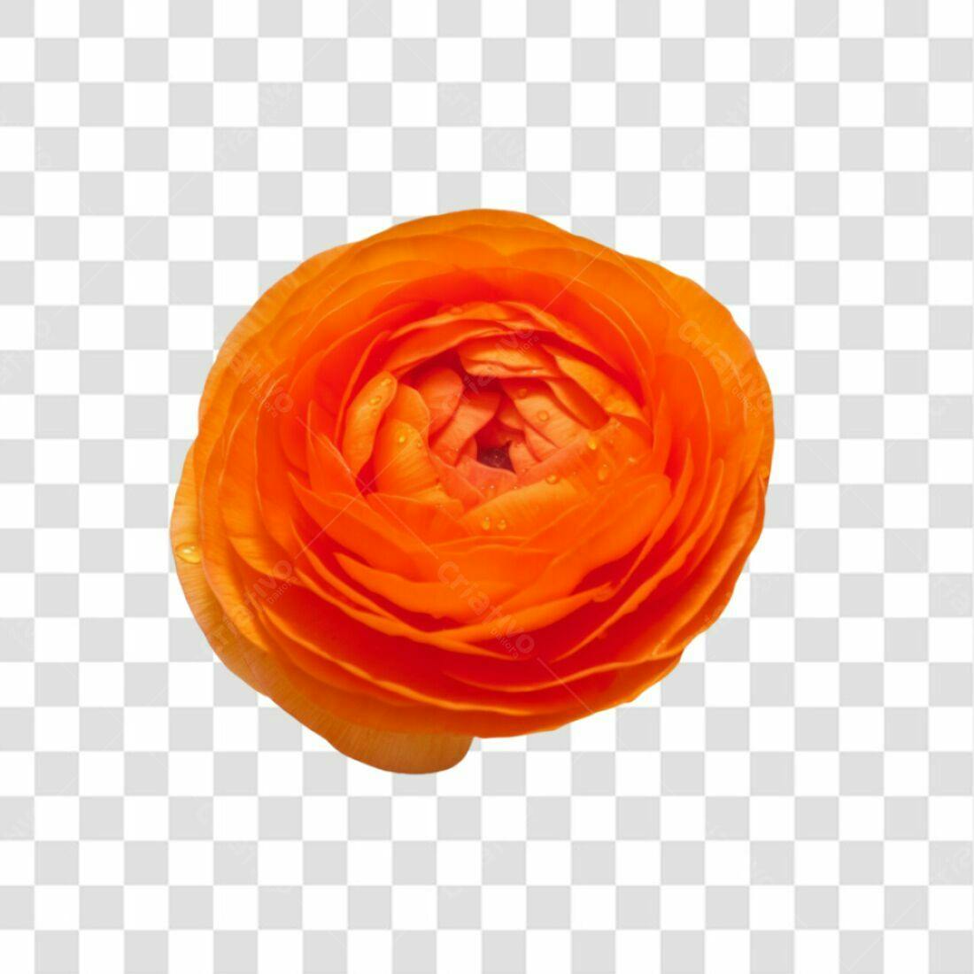 Icone Flor Laranja PNG com fundo transparente