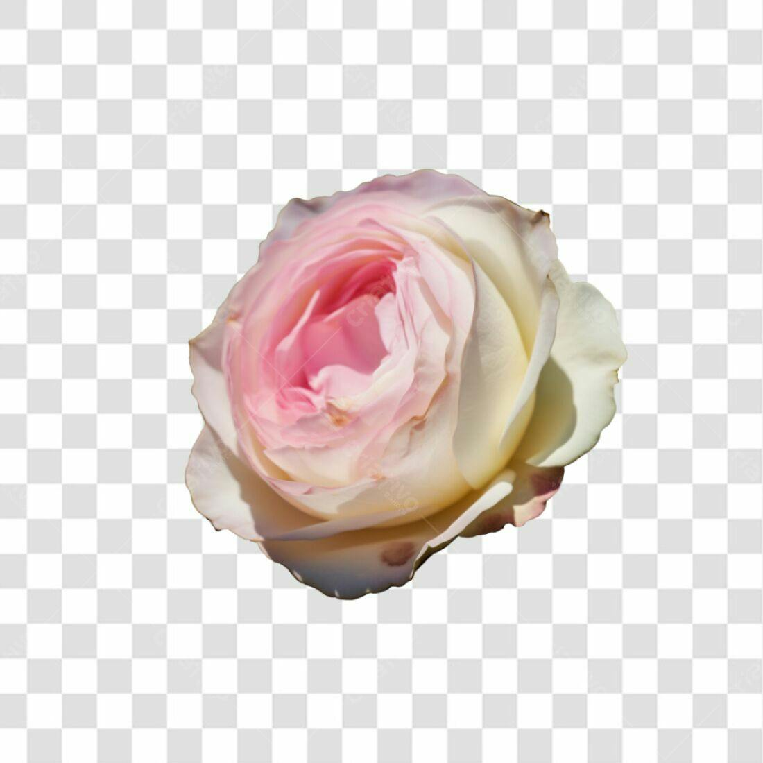 Icone Rosa Romântica PNG com fundo transparente