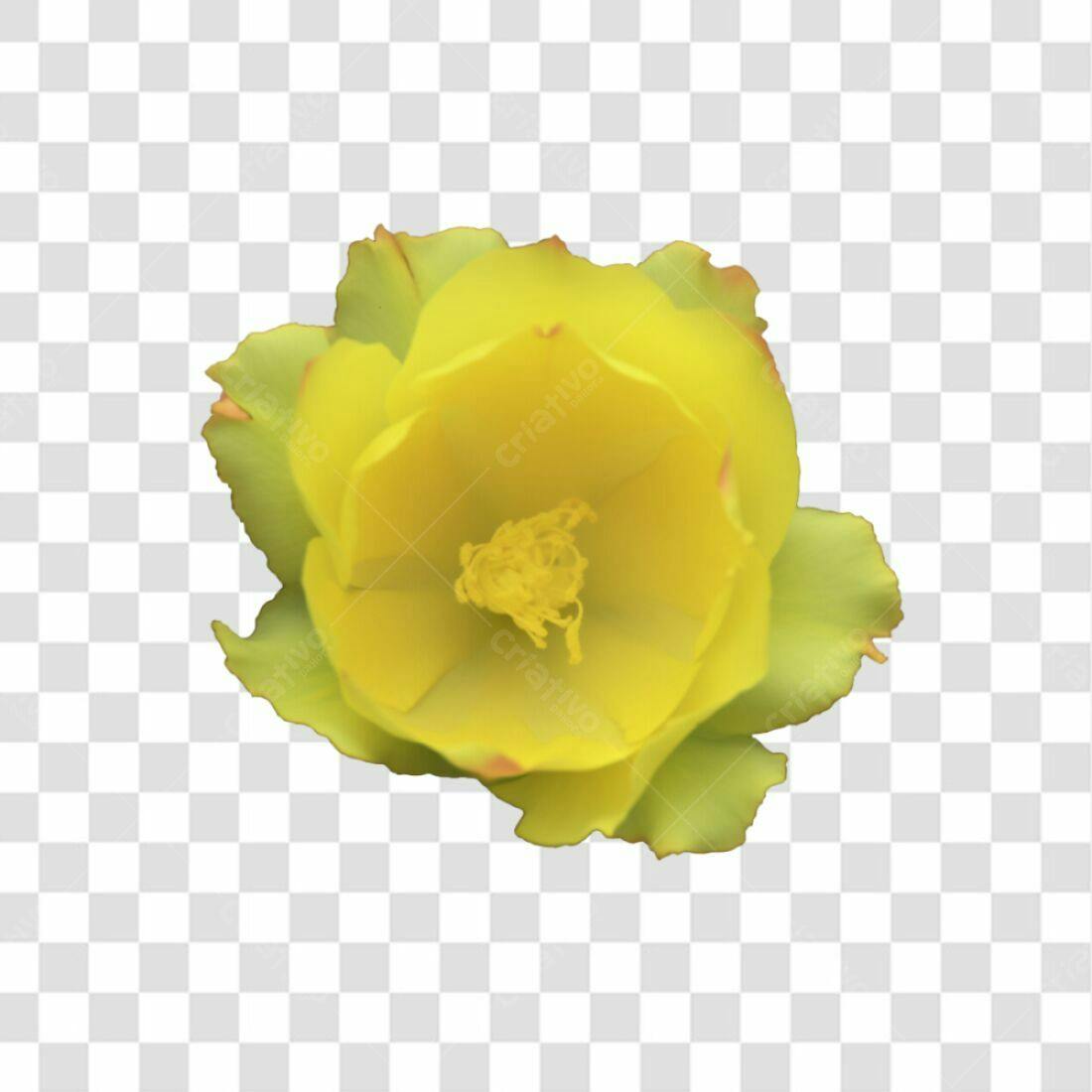 Icone Flor Amarela PNG com fundo transparente