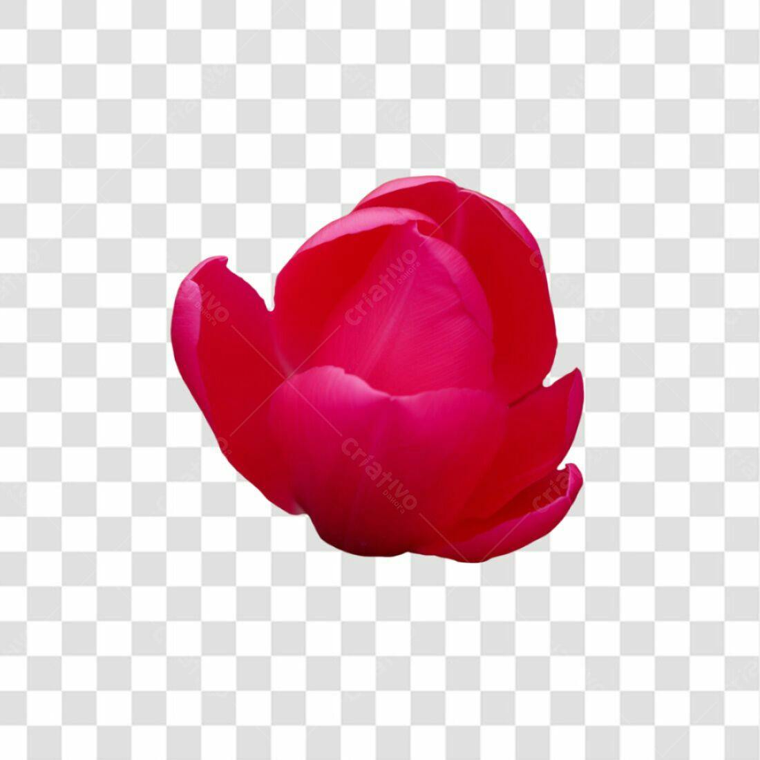 Icone Tulipa Vermelha PNG com fundo transparente