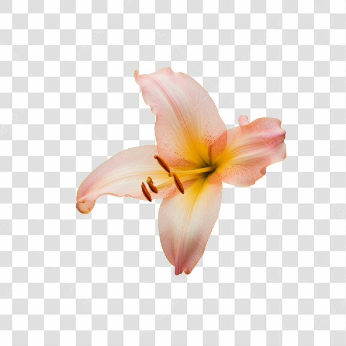 Icone Flor de Lis Rosa PNG com fundo transparente