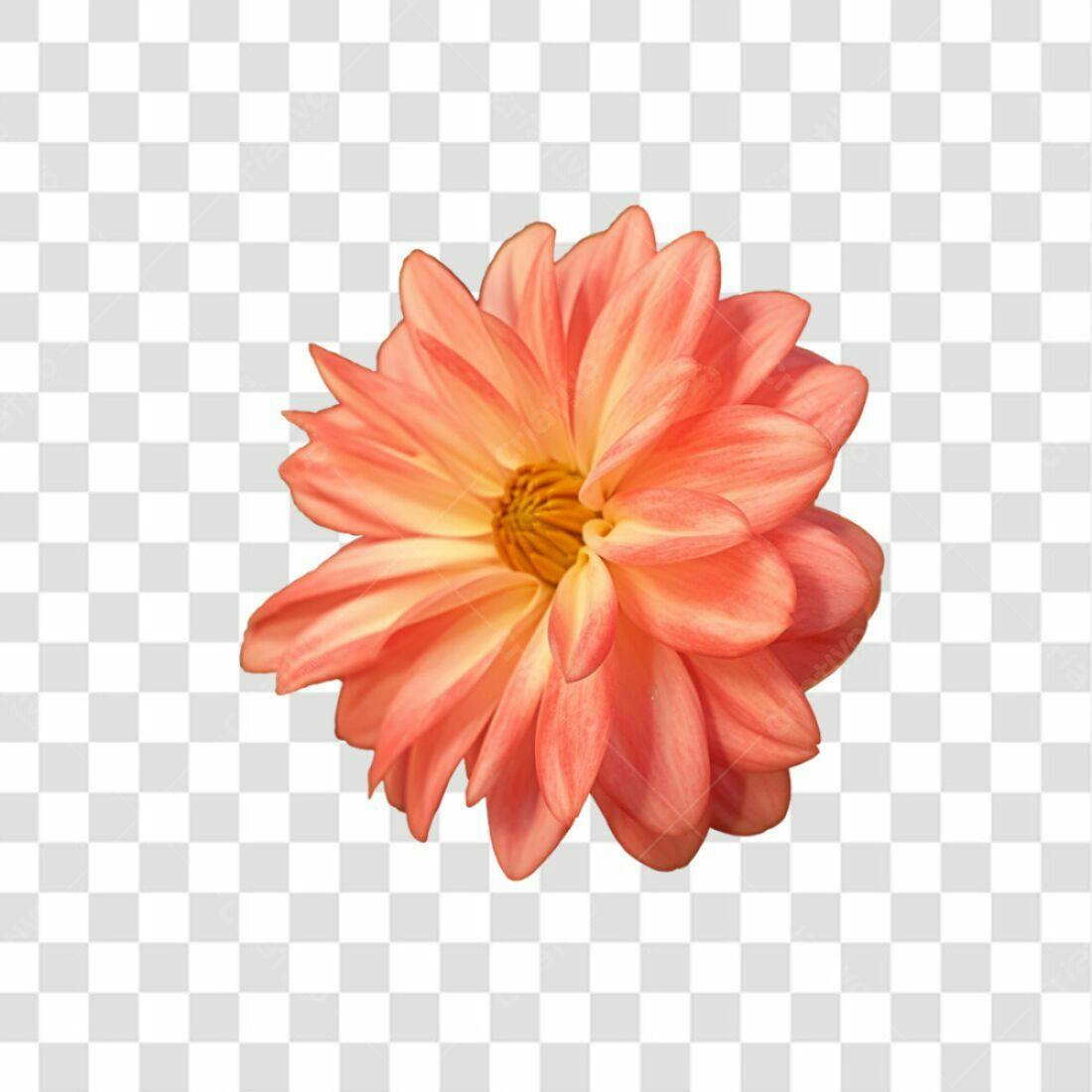 Icone Floral Dahlia PNG com fundo transparente