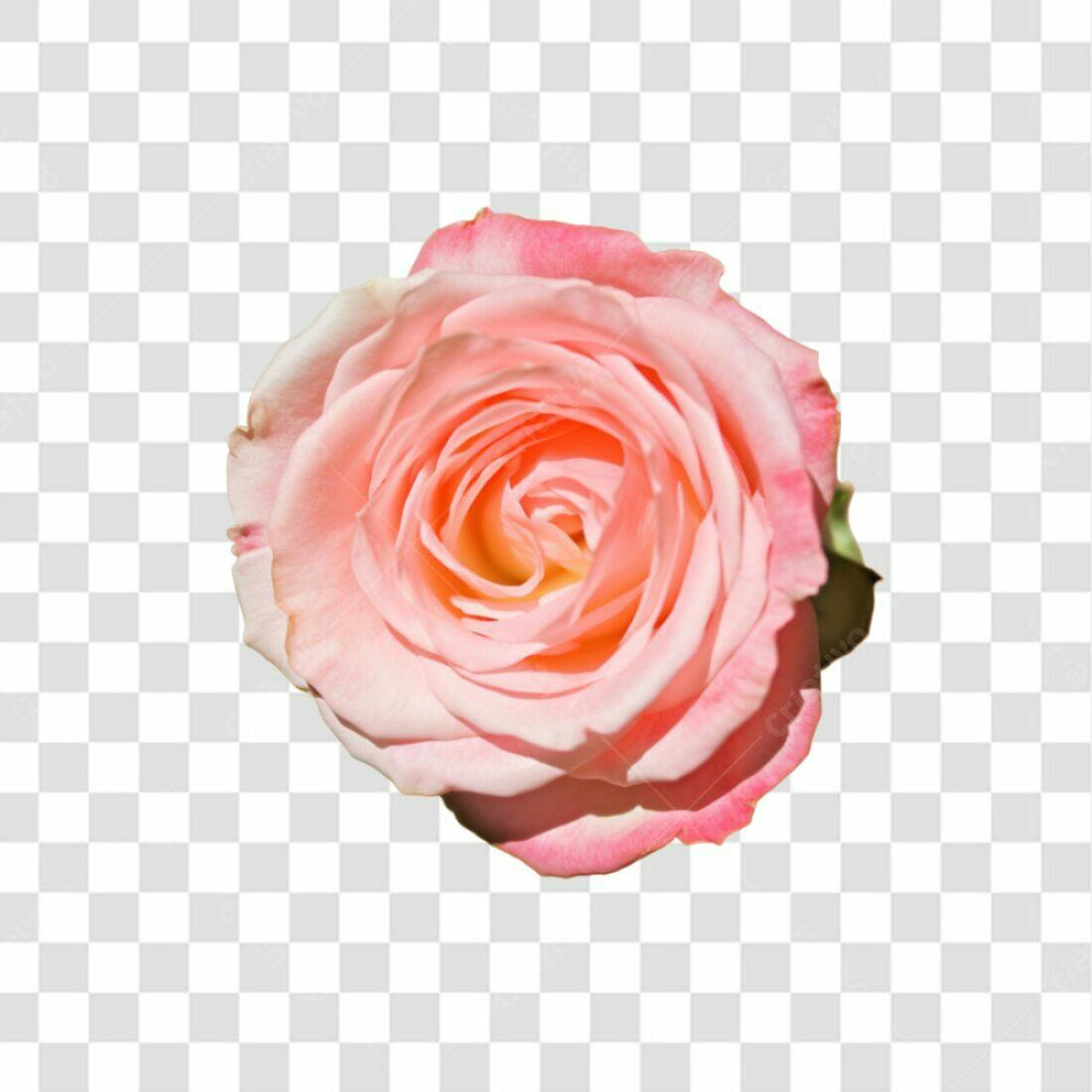 Icone Rosa Pink Dia dos Namorados PNG com fundo transparente