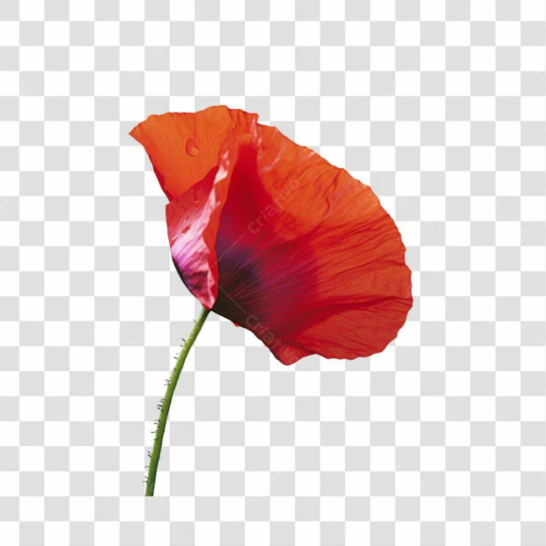 Icone Papoula Vermelha PNG com fundo transparente