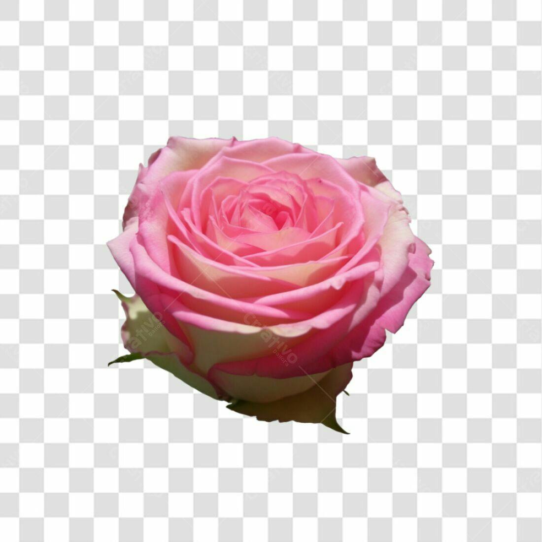 Icone Rosa Romântica PNG com fundo transparente