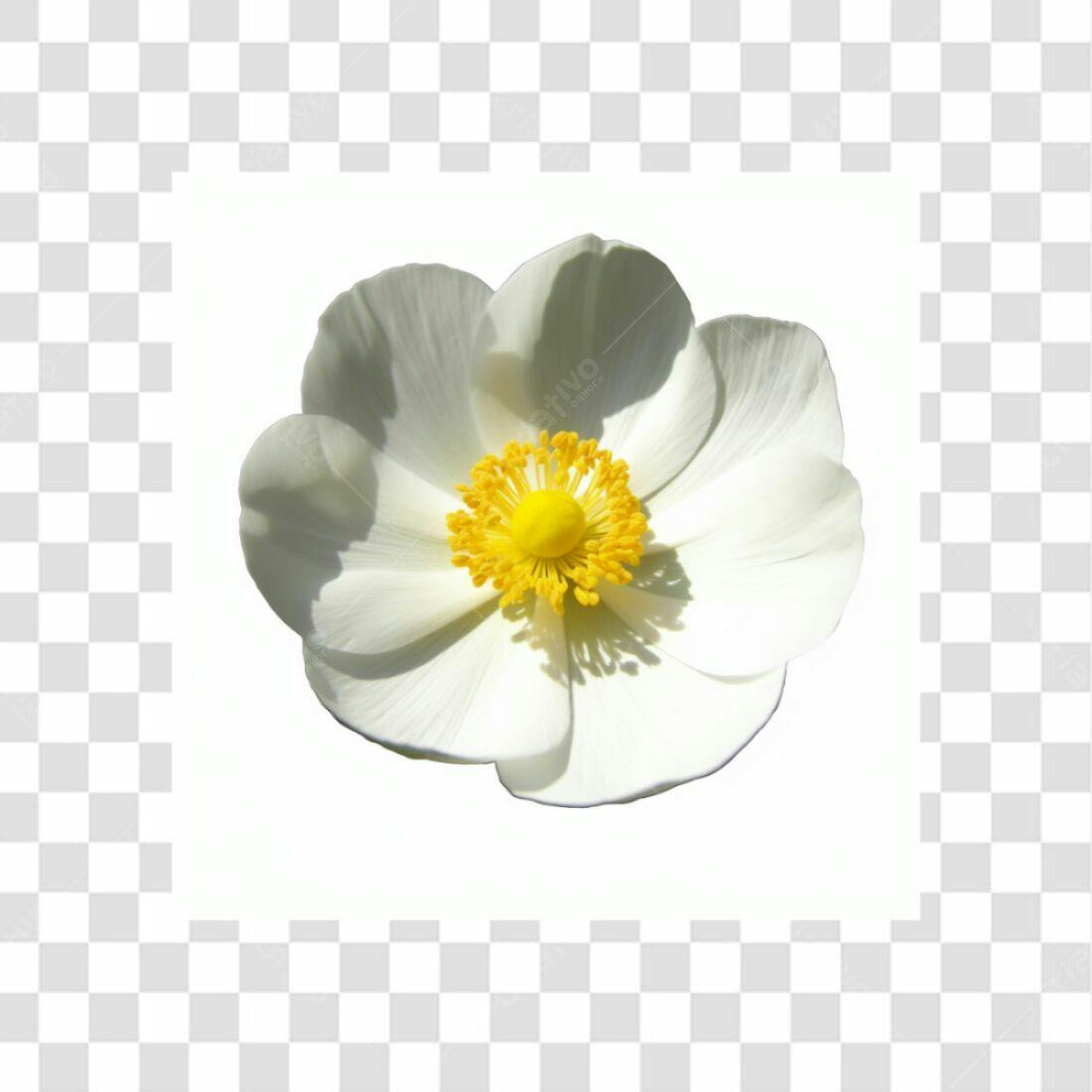 Icone Flor Branca PNG com fundo transparente