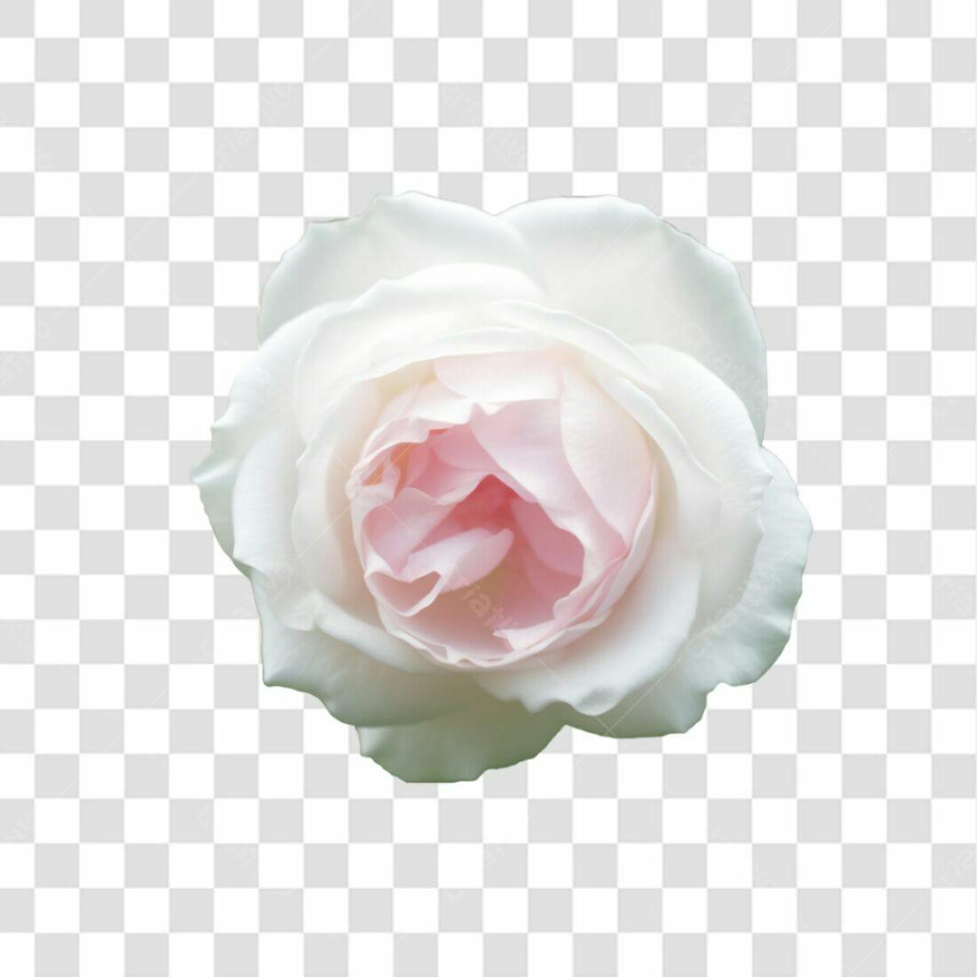 Icone Rosa Branca e Rosa PNG com fundo transparente