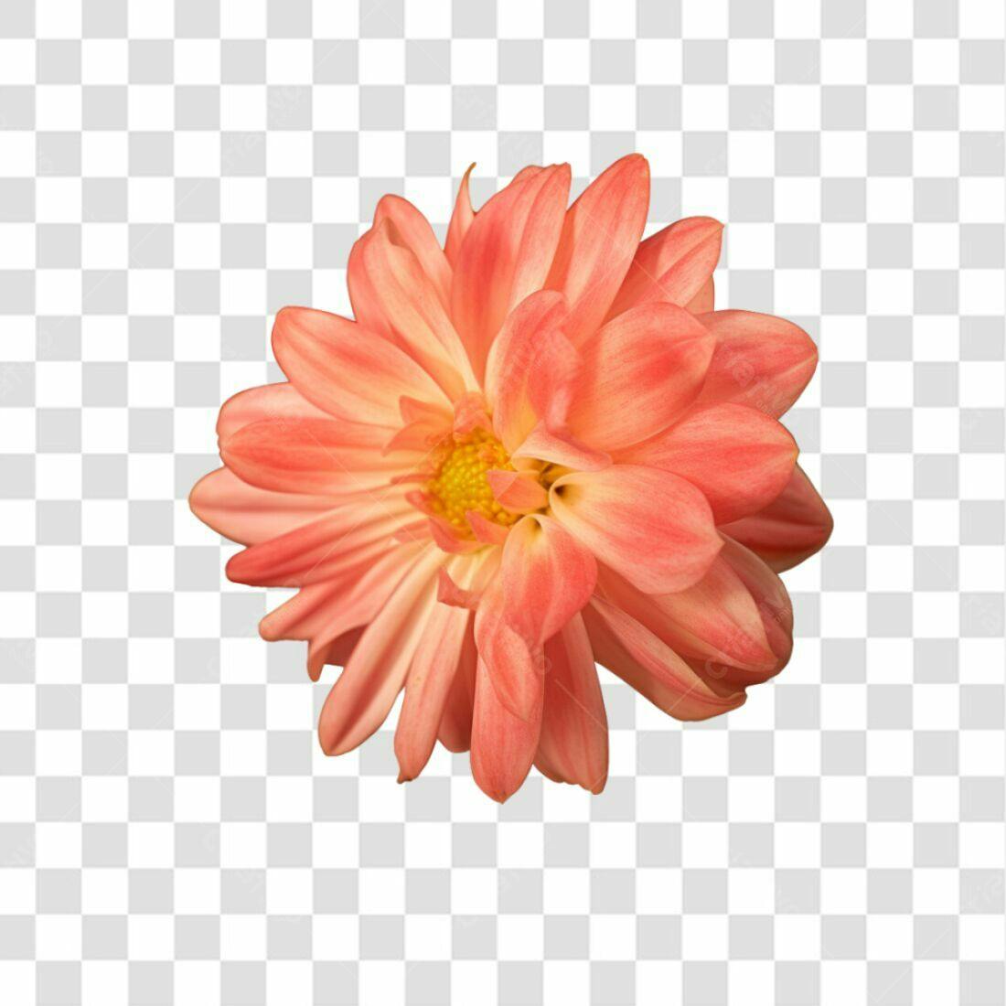 Icone Flor Dahlia Coral PNG com fundo transparente