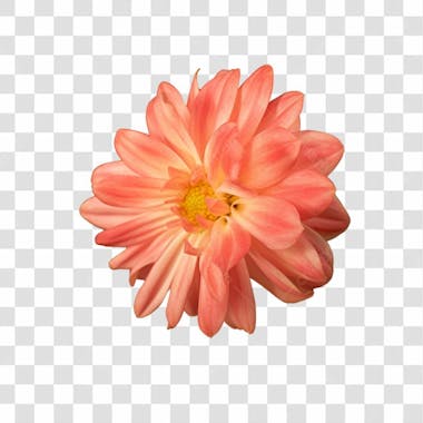 Flor imagem grátis para download fundo transparente png