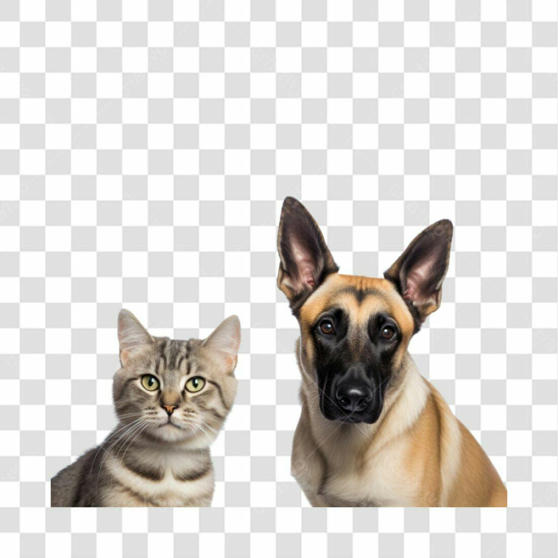Icone Gato e Cachorro PNG com fundo transparente