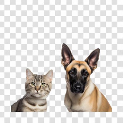 Baixe De Graça Cachorro E Gato Png Transparente