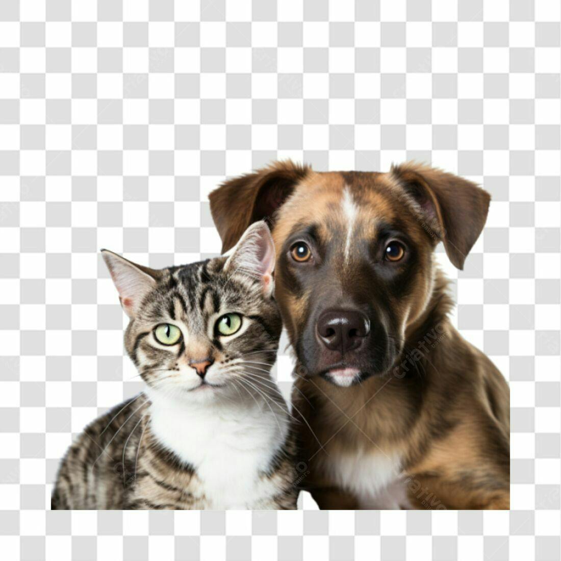 Imagem PNG Cachorro e Gato com fundo transparente