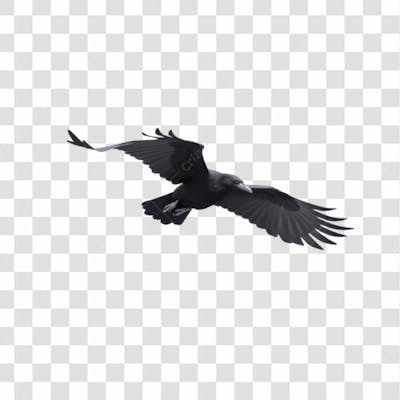 Baixe De Graça Corvo Png Transparente