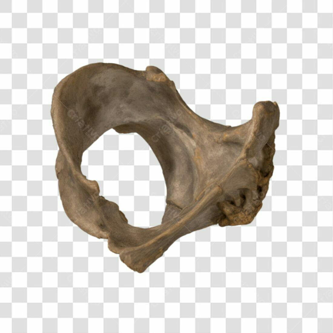 Icone Ossos Pelve PNG com fundo transparente