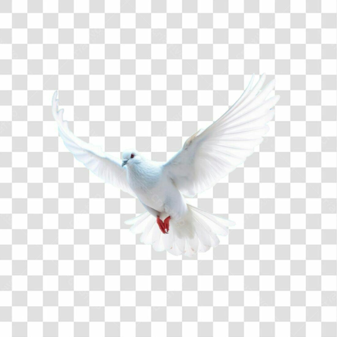 Icone Pomba Branca PNG com fundo transparente