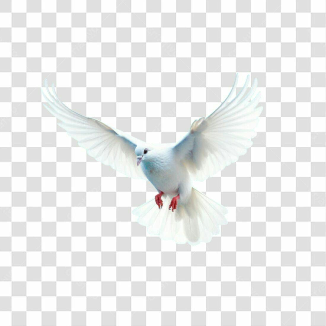 Icone Pomba Branca PNG com fundo transparente