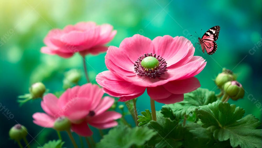 Imagem Grátis Borboleta Pousando Em Anêmonas Flor Rosa