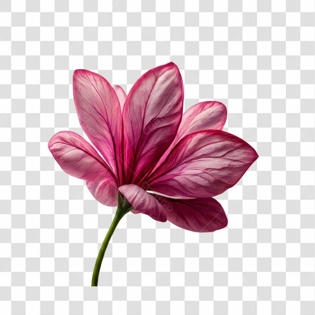 Icone Flor Rosa Romântica PNG com fundo transparente