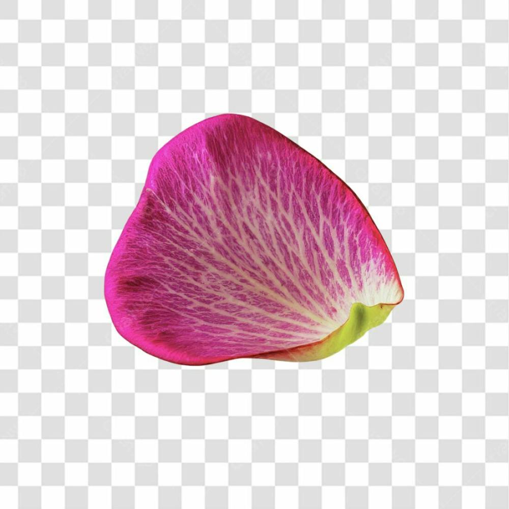 Pétala De Flor Rosa Png Transparente