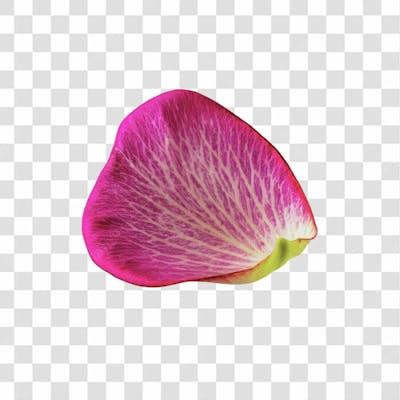 Pétala De Flor Rosa Png Transparente