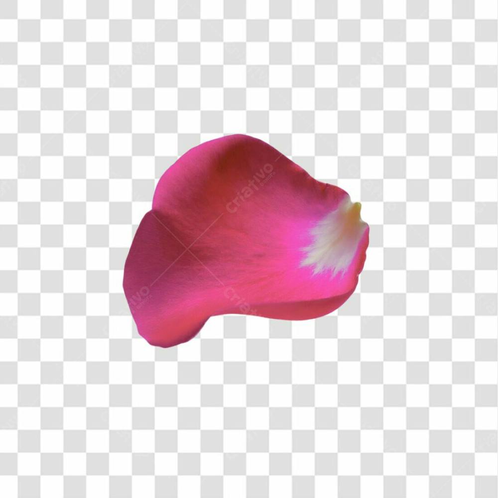 Pétala Rosa Flor Png Sem Fundo