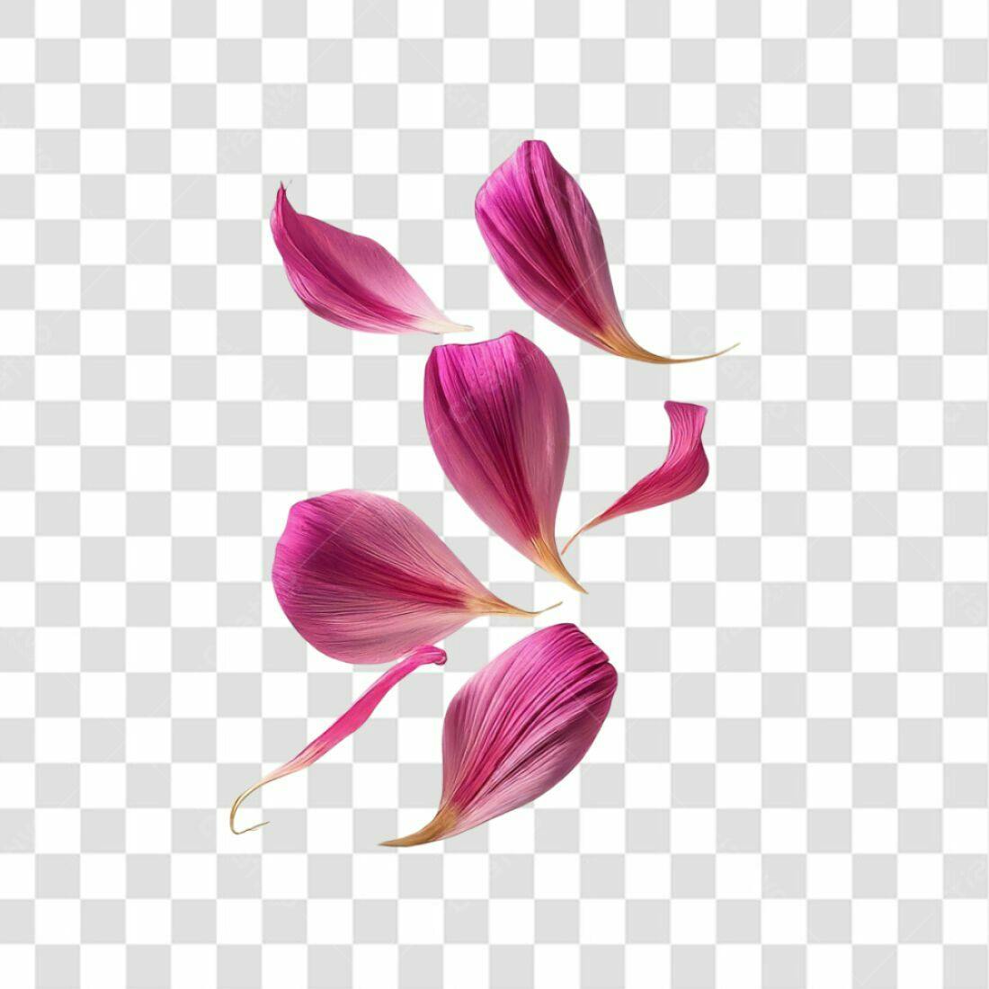 Icones Pétalas Rosas PNG com fundo transparente