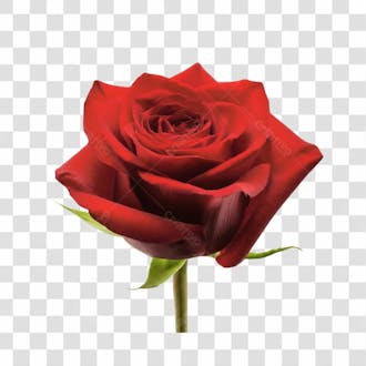 Flor rosa cor vermelha png transparente