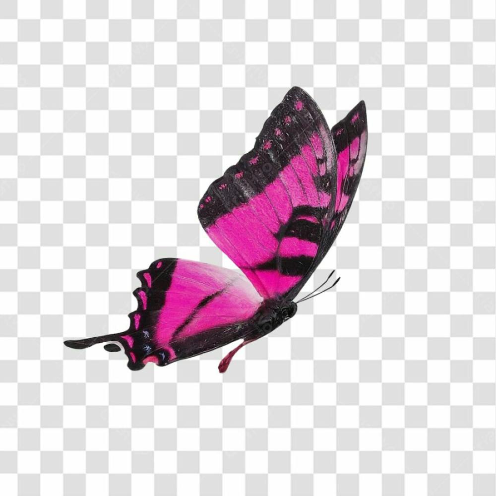 Borboleta Rosa Voando Png Transparente