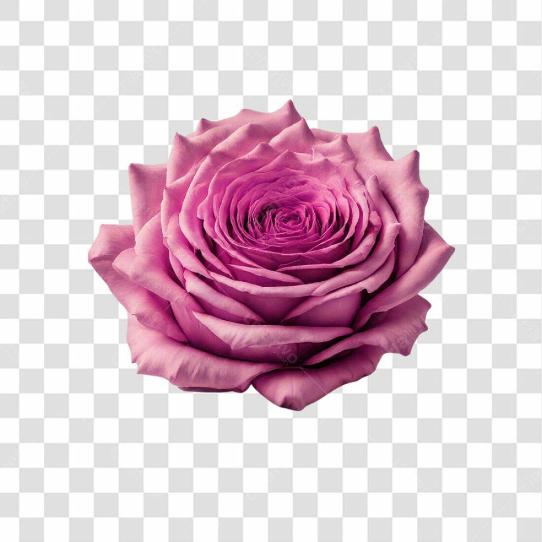 Icone Rosa Romântica PNG com fundo transparente