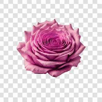 Flor rosa png transparente