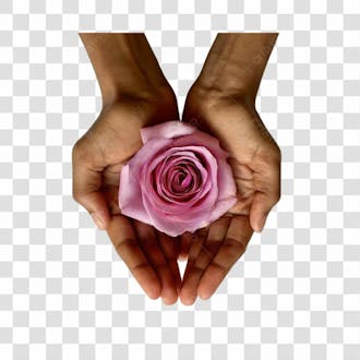 Mãoes de mulher segurando flor rosa png transparente