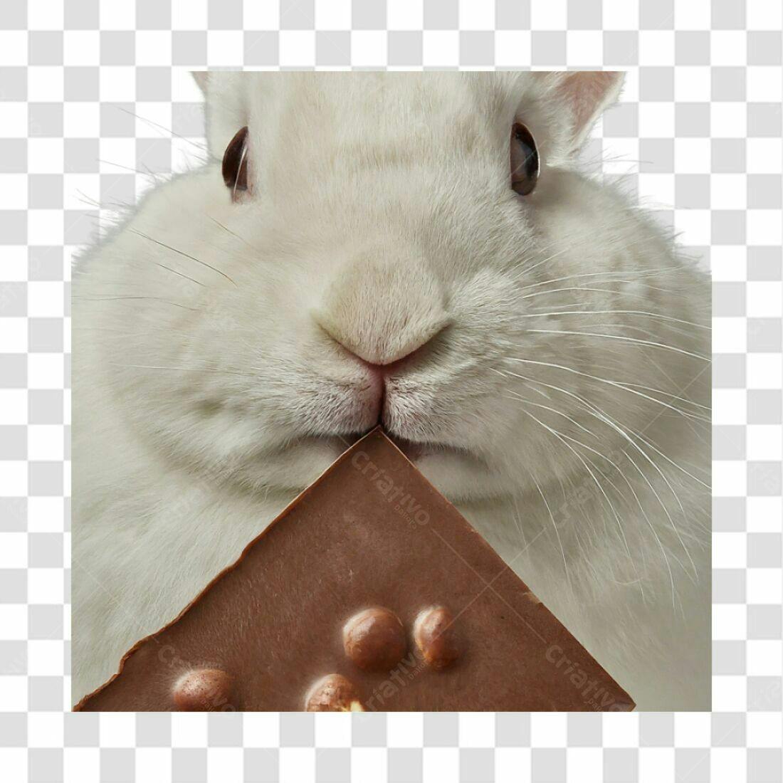 Imagem Coelho com Chocolate PNG com fundo transparente