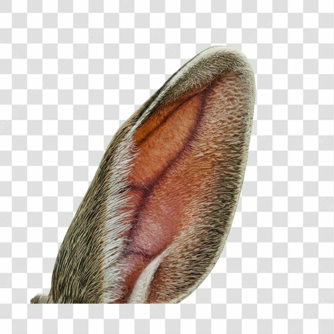 Icone orelha de coelho PNG com fundo transparente