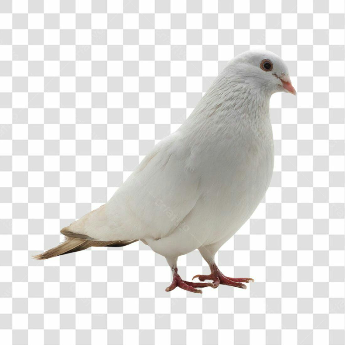 Icone Pomba Branca PNG com fundo transparente