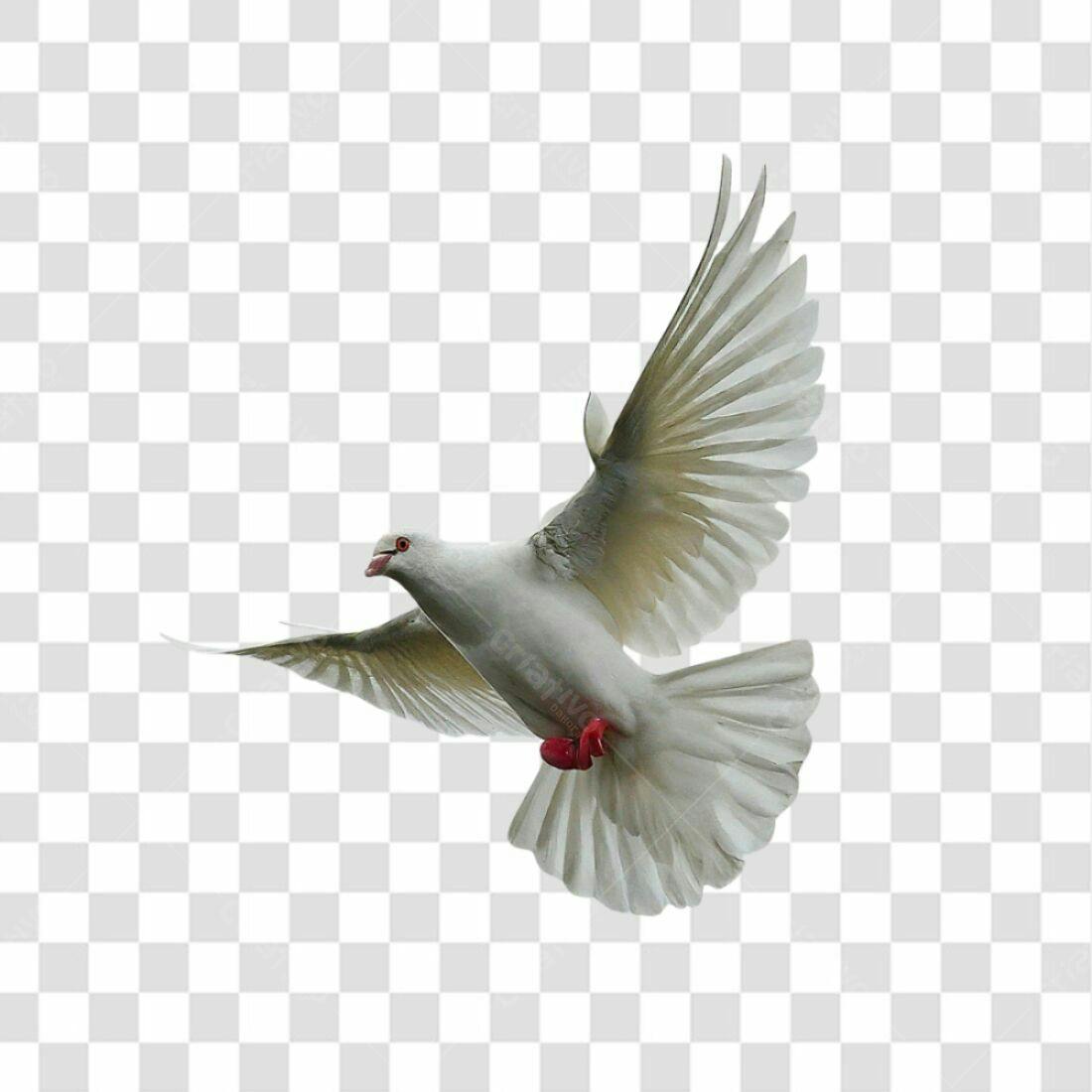 Icone Pomba Paz PNG com fundo transparente
