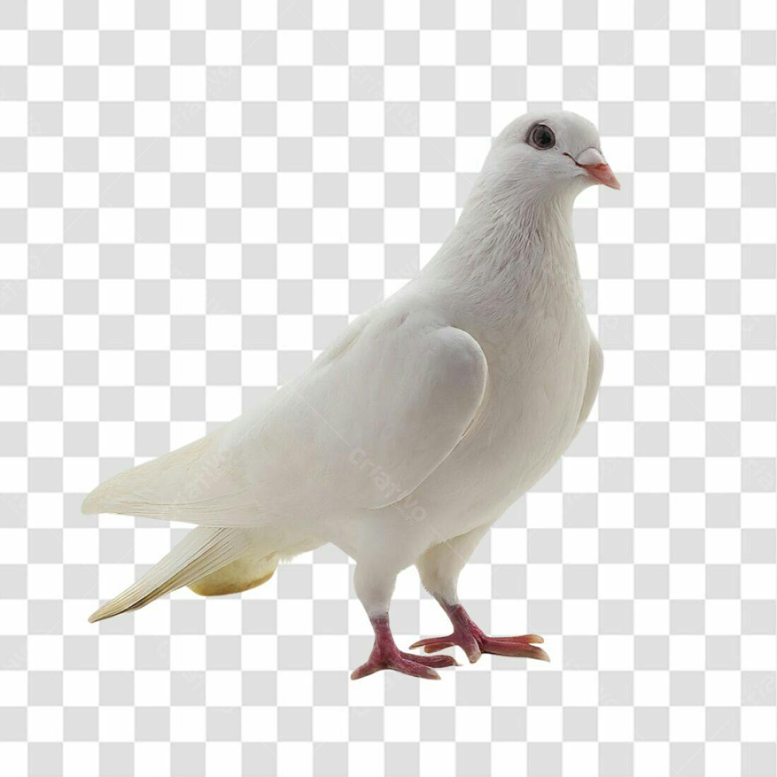 Icone Pombo Branco PNG com fundo transparente