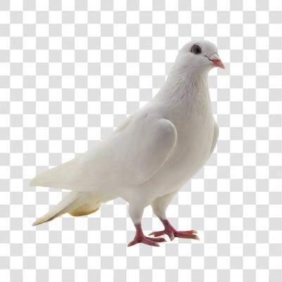Pombo Branco Parado Png Transparente