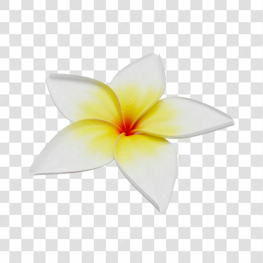 Asset 3D Flor Tropical Plumeria Flor Verão Dia Das Mães Dia Da Mulher Com Fundo Transparente (14)