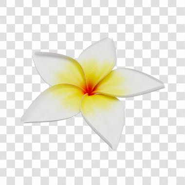 Asset 3d flor tropical plumeria flor verão dia das mães dia da mulher com fundo transparente