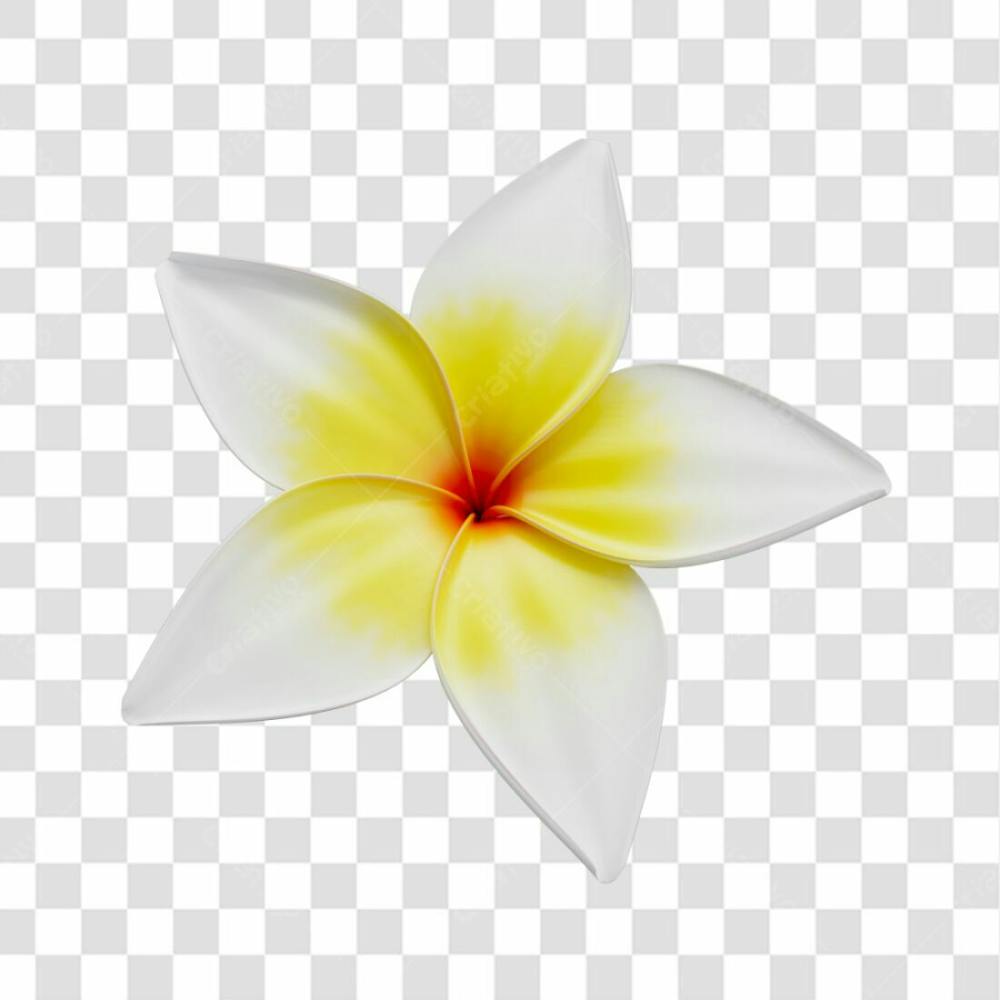 Asset 3D Flor Tropical Plumeria Flor Verão Dia Das Mães Dia Da Mulher Com Fundo Transparente (15)