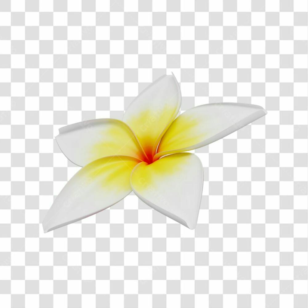 Asset 3D Flor Tropical Plumeria Flor Verão Dia Das Mães Dia Da Mulher Com Fundo Transparente (12)