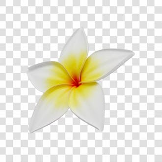 Asset 3d flor tropical plumeria flor verão dia das mães dia da mulher com fundo transparente