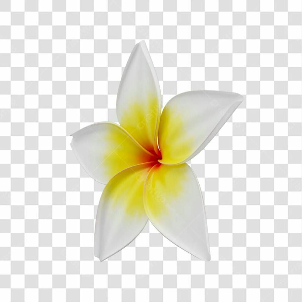 Asset 3D Flor Tropical Plumeria Flor Verão Dia Das Mães Dia Da Mulher Com Fundo Transparente (10)