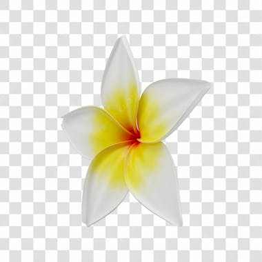 Asset 3d flor tropical plumeria flor verão dia das mães dia da mulher com fundo transparente